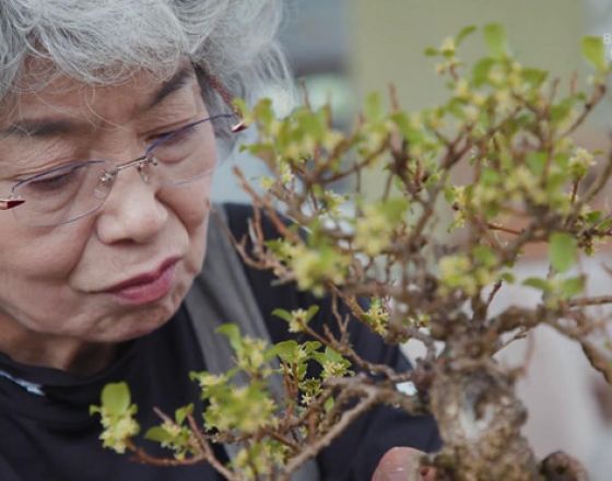 Nghệ nhân Nhật lý giải tại sao cây bonsai có giá trên 1 triệu USD