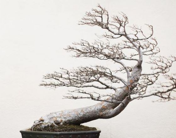 Cây bonsai và các dáng dây có ý nghĩa phong thủy tài lộc
