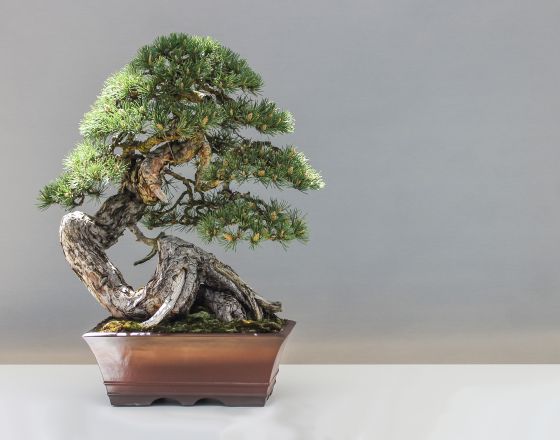 Cách chọn khuôn chậu cảnh đẹp phù hợp với cây bonsai