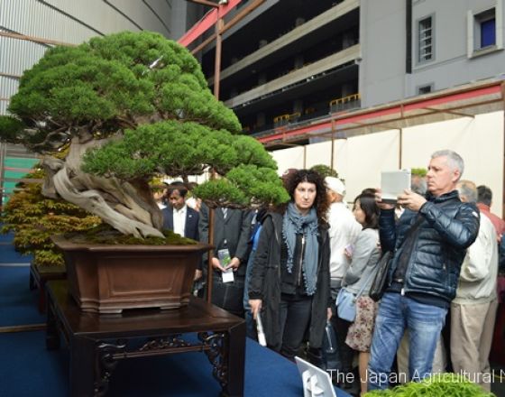 Tại sao cây cảnh bonsai lại có giá trên trời?